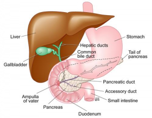 cholelithiasis bile duct negligence gallstones gallbladder commonly pjf